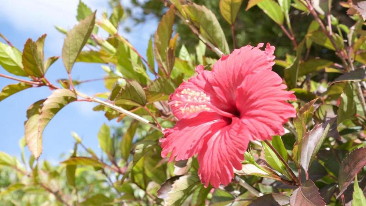 Toyoko Inn Okinawa Ishigaki-Jima Ishigaki  Экстерьер фото